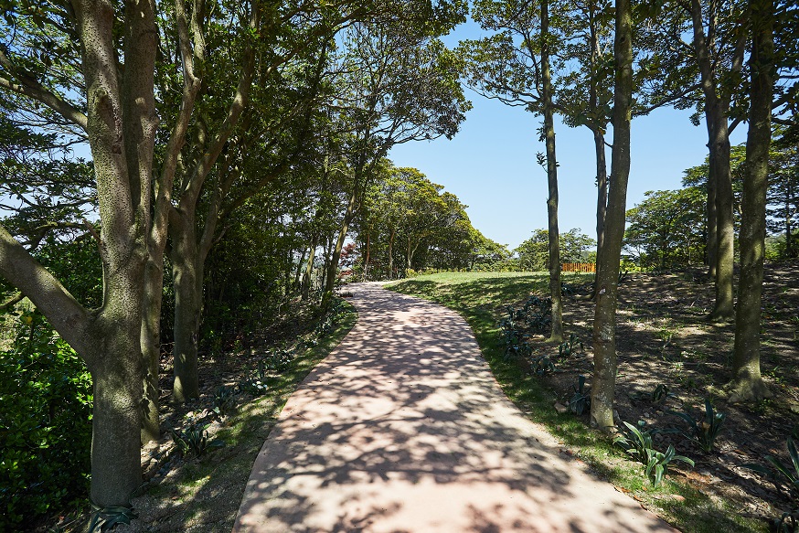 나비의 숲
